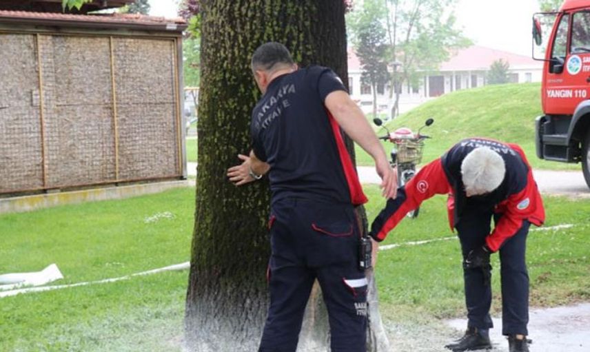 Sakarya'da Meydana Gelen Ağaç Yangını Yayılmadan Söndürüldü