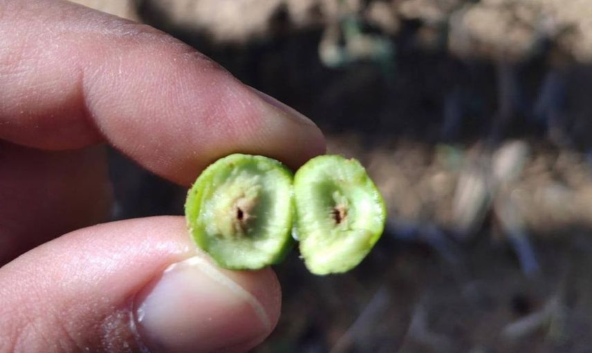 Salihli'de Zeytin Güvesi İle Mücadele Uyarısı