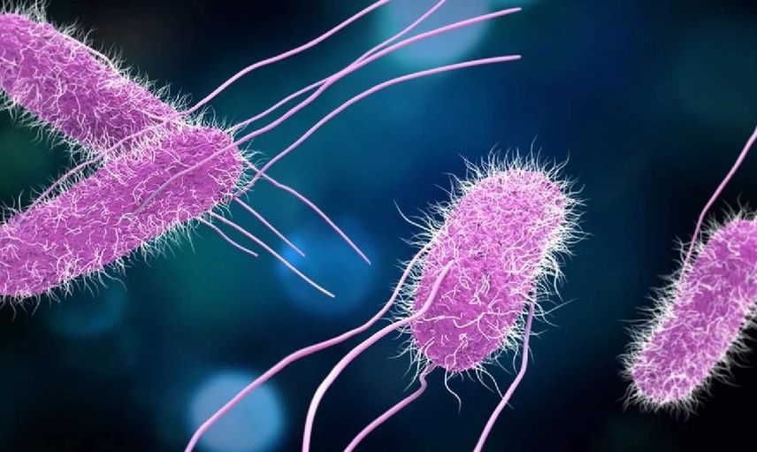 Salmonella, nasıl bulaşır, tedavisi nasıl yapılır? Salmonella ilgili bilmeniz gerekenler