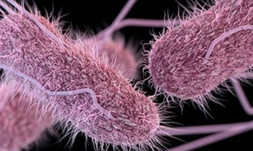 Salmonella salgını nedir, başladı mı? İngiltere'de 63 vaka tespit edildi
