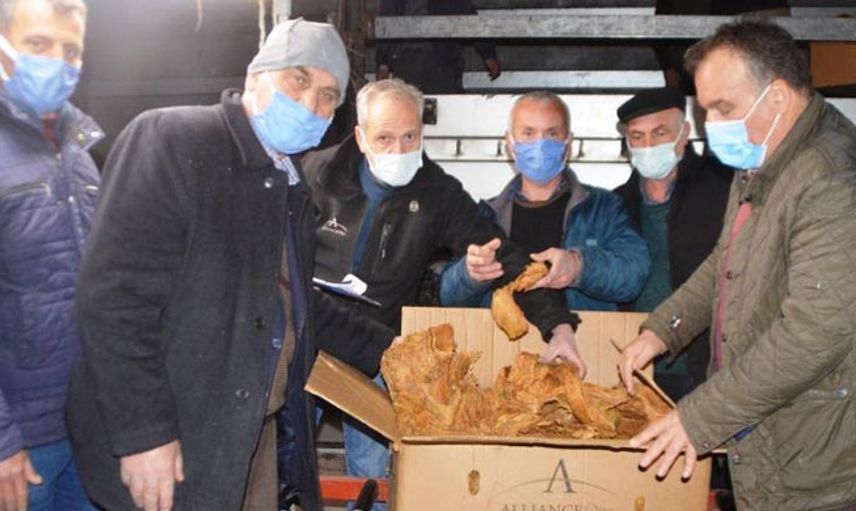 Samsun Bafra’da Tütün Alımlarına Başlandı