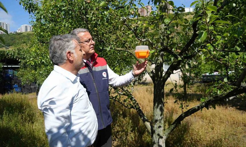 Samsun’da akdeniz meyve sineği ile biyoteknik mücadele projesi başlatıldı