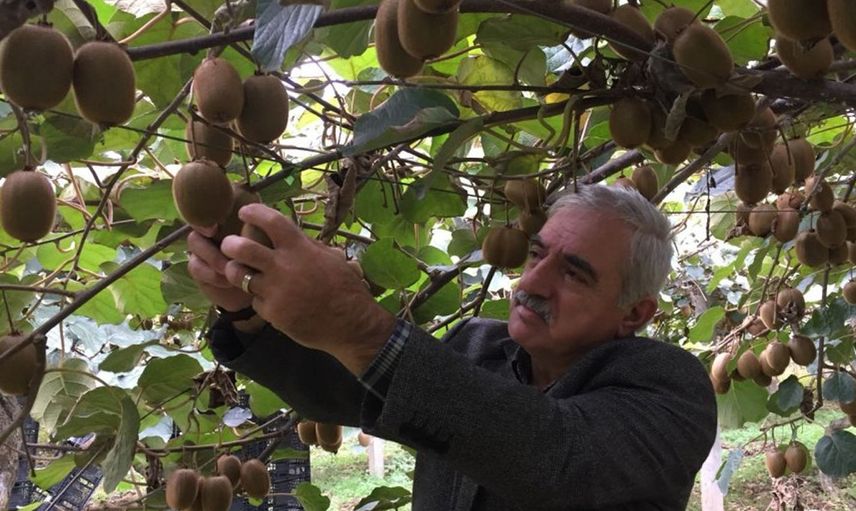İngiltere ve Rusya'nın Gözü Bu Ormanda! Samsun'da Üretiliyor Dünyaya Satılıyor