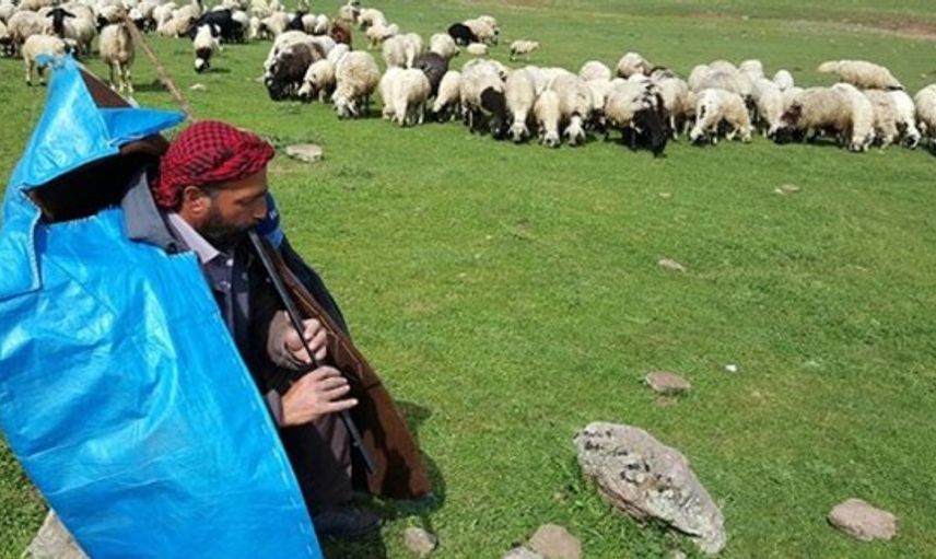 Şanlıurfa'da 5 Bin Liraya Çalışacak Çoban Bulunamıyor