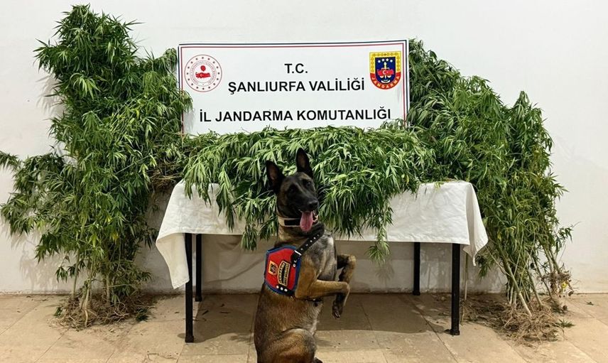 Şanlıurfa'da Uyuşturucu Operasyonu: 12 Gözaltı