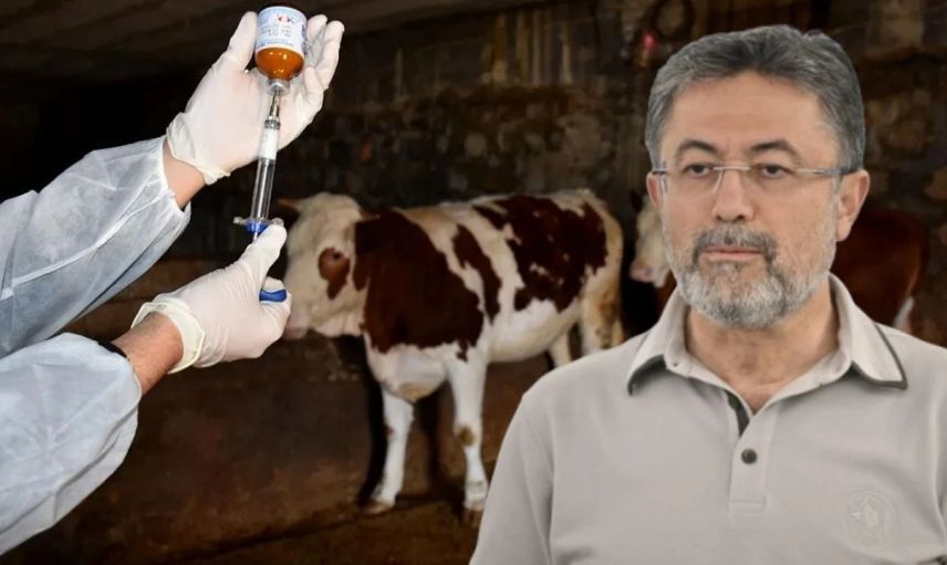ŞAP AŞILAMASI YÜZDE 85’İ GEÇTİ: 6 İLDE DAHA HAYVAN PAZARLARI AÇILDI