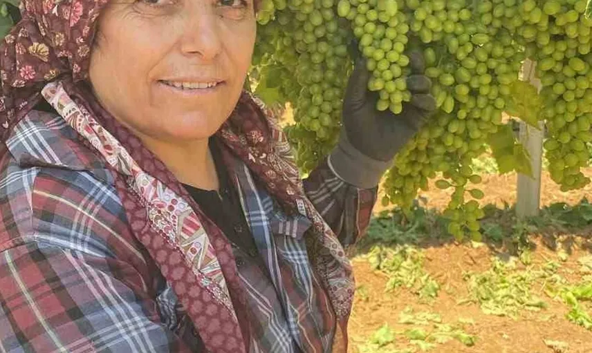 Sarıgöl'ün üzüm salkımları göz kamaştırıyor