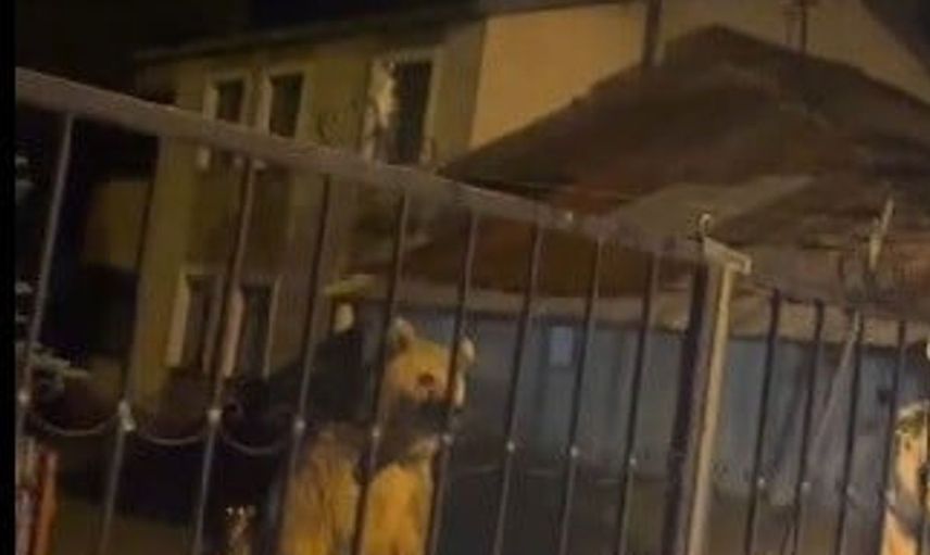 Sarıkamış'ta ayılar evde misafir, vatandaş bahçede bekledi