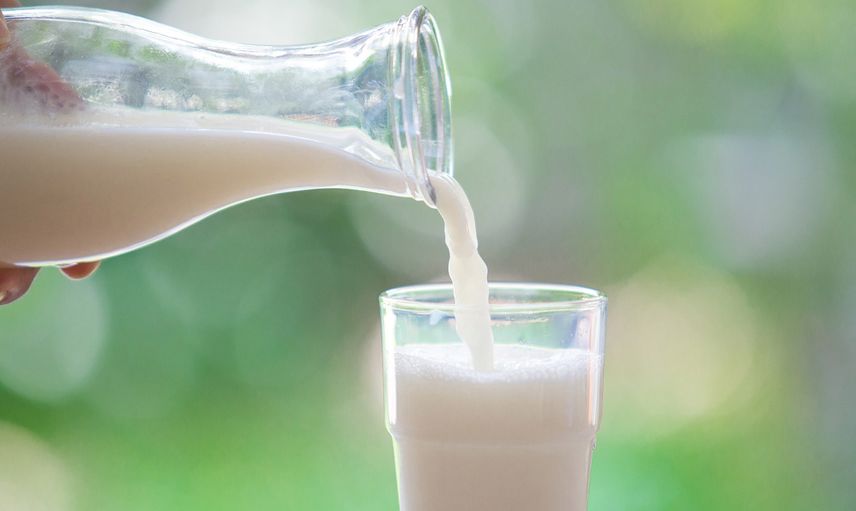Sarımsak sütle içilir mi, sarımsaklı süt ne işe yarar, kaç gün içilmeli? Astıma karşı savaşan sarımsaklı sütün faydaları