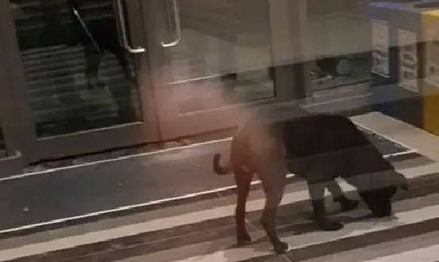 Savcılık 4 kişinin yaralanmasına sebep olan pitbull cinsi köpeği silah saydı!