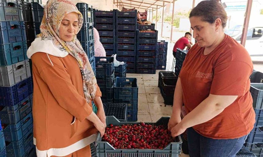 Selendi'nin Kirazları Avrupa'ya Ulaşıyor