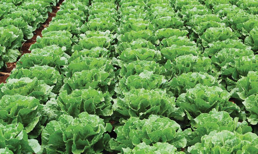 Serada 20 Kuruştan Satılan Marul Markette 6 TL