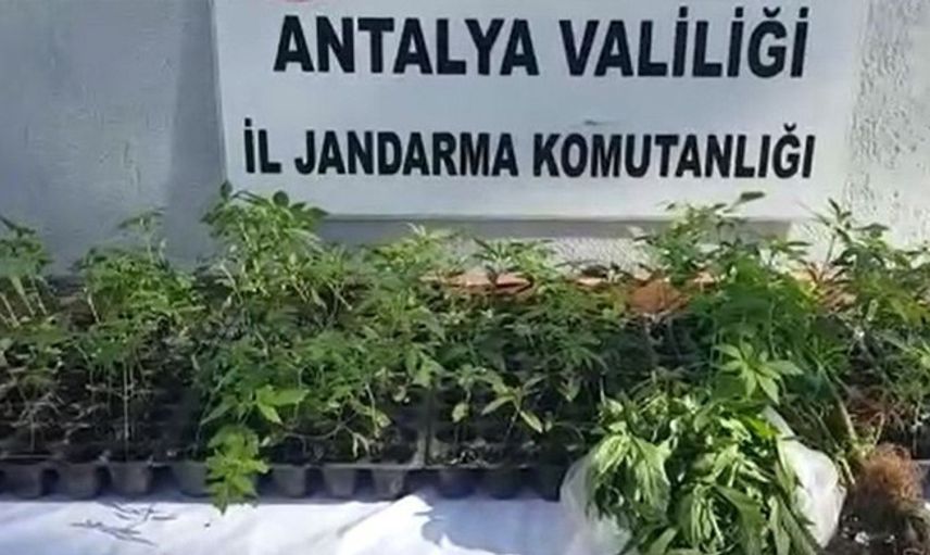 Serasında Kenevir Yakalanan Kadın: Hastalığa İyi Geliyor
