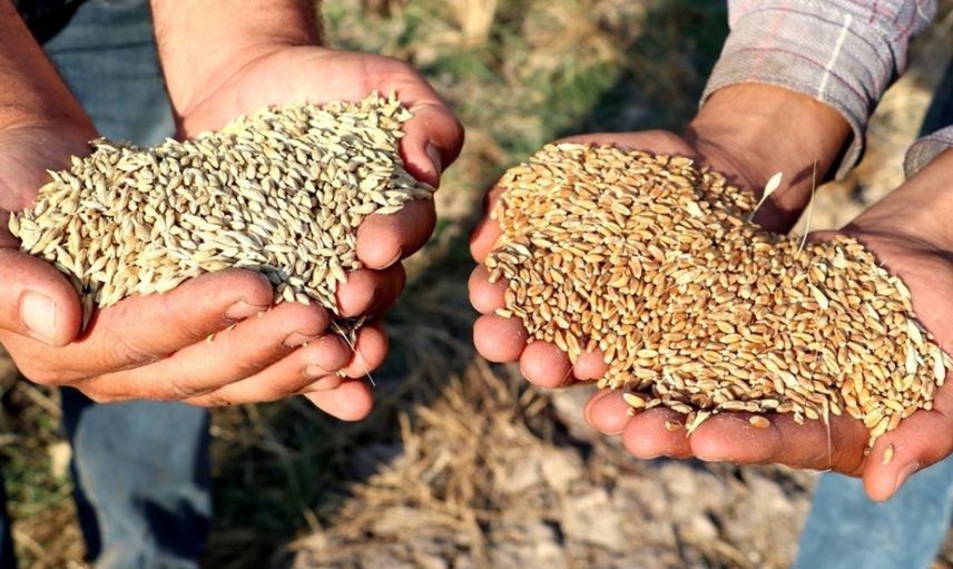 Sertifikalı tohum desteği ödemesi nedir, nasıl başvurulur? 2022 Sertifikalı tohum desteği ne kadar, ne zaman ödenecek?
