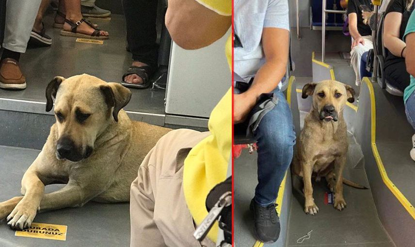 Sevimli Köpek Boji İstanbul'u Turluyor: Günde 29 Durak