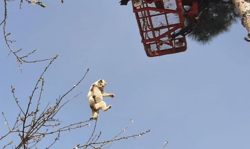 Siirt’te Ağaçta Mahsur Kalan Kedi İtfaiye Ekipleri Tarafından Kurtarıldı