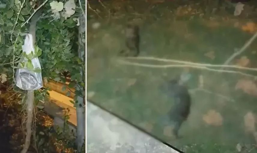 Silivri'de 22 kedi ölü bulundu