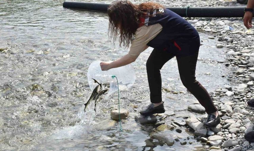 Sinop’ta 2.500 Mersin Balığı Doğal Yaşam Alanına Bırakıldı