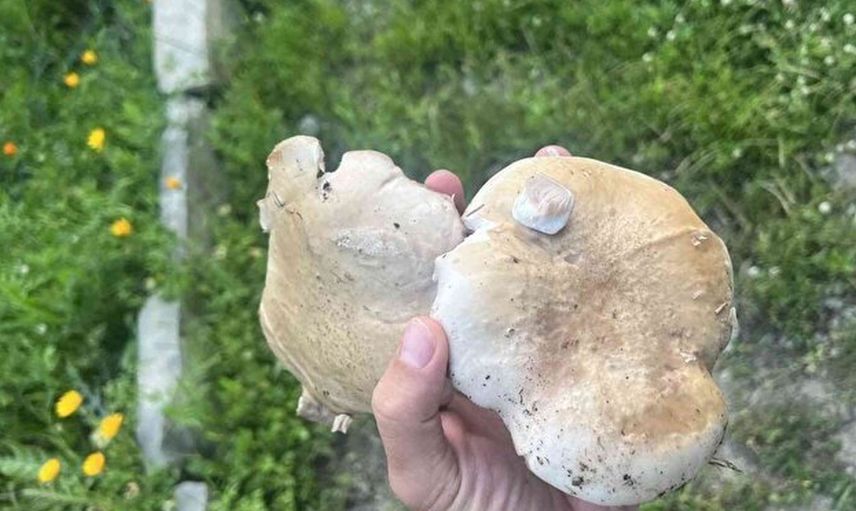 Şırnak’ta sadece14 gün yetişen mantarın kilosu 120 TL