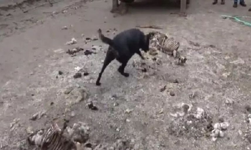 7 yıldır kayıp olan Emrah Dinçer korkunç cinayete kurban gitti: Akrabaları öldürüp ahır bahçesine gömmüş