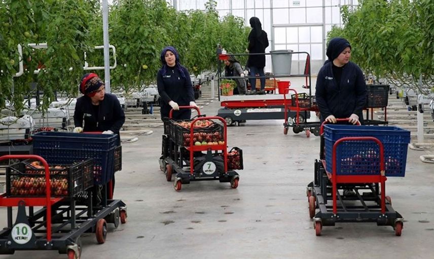Sivas'ta Jeotermal Serada Yetiştirilen Domatesler Avrupa'ya Satılıyor!