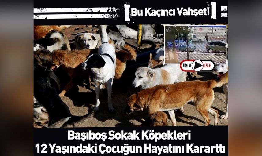 Sivas'ta köpek dehşeti: Panikle yola atlayan çocuğa araba çarptı! Metrelerce havaya fırladı