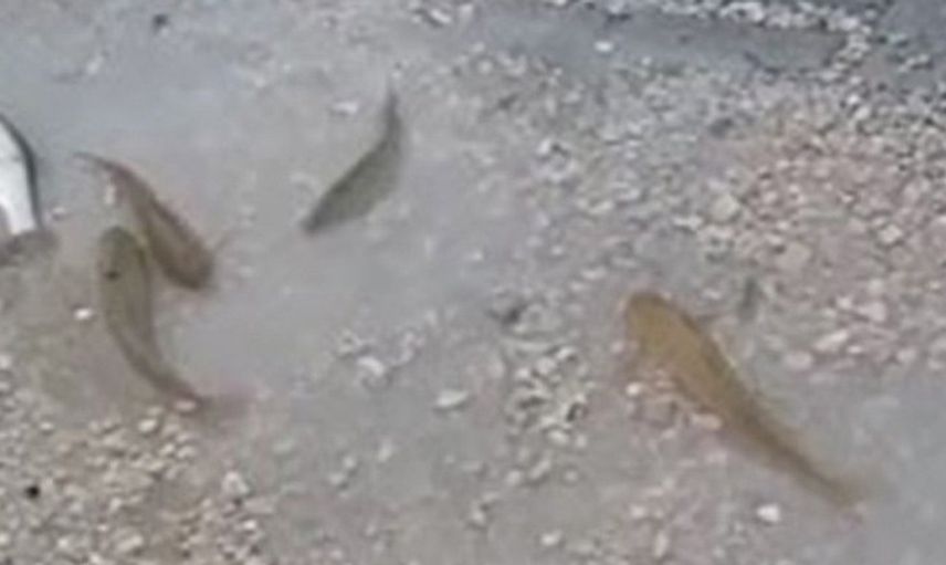 Sivas’ta Sağanak Yağmur: Balıklar Yola Savruldu