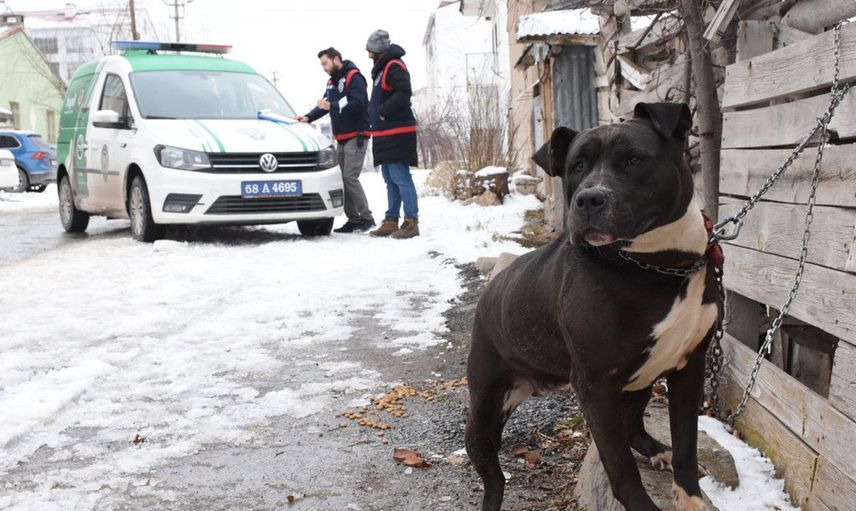 Sivas'ta Yasaklı Köpeği Gezdiren Gence 14 bin 982 TL Para Cezası Uygulandı