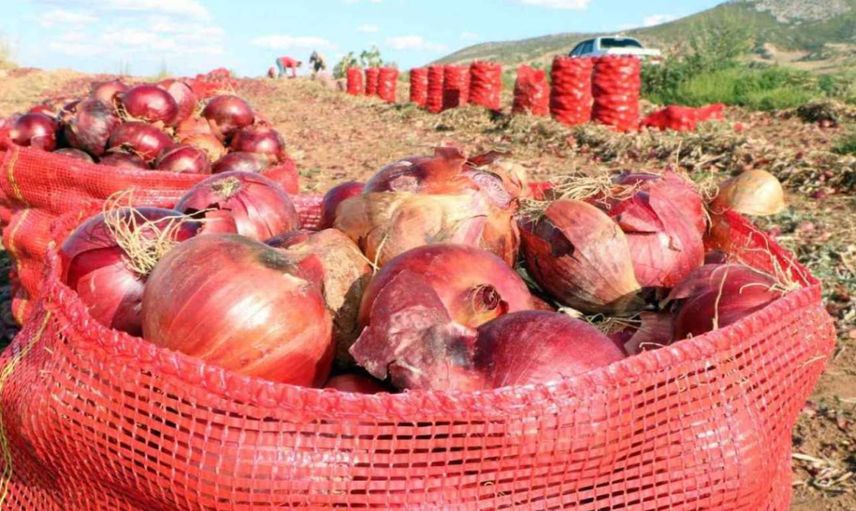 Soğan fiyatları 6-7 lira bandına geriledi: Ürünler tarlada kaldı