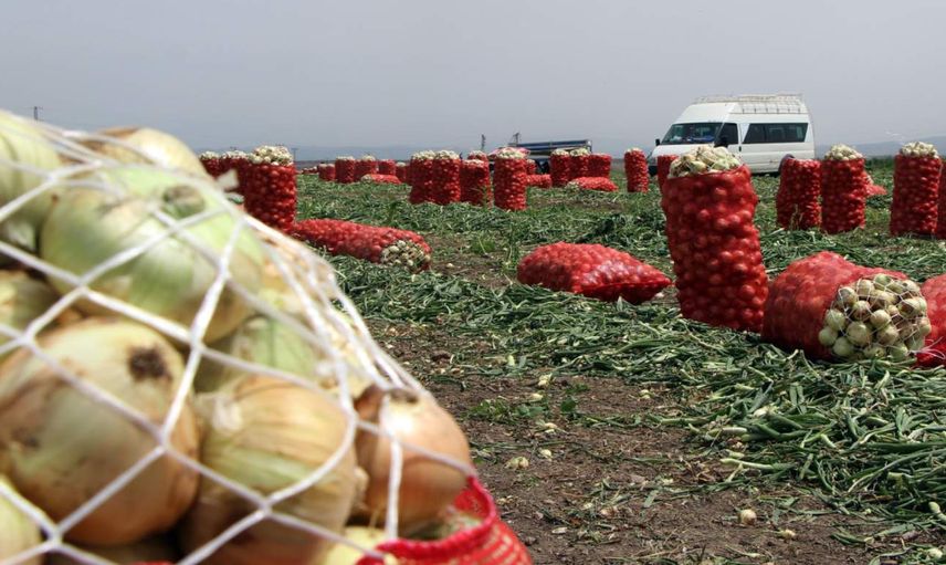 Soğan hasadının sonuna gelindi: Fiyatlar 4 liraya kadar düştü