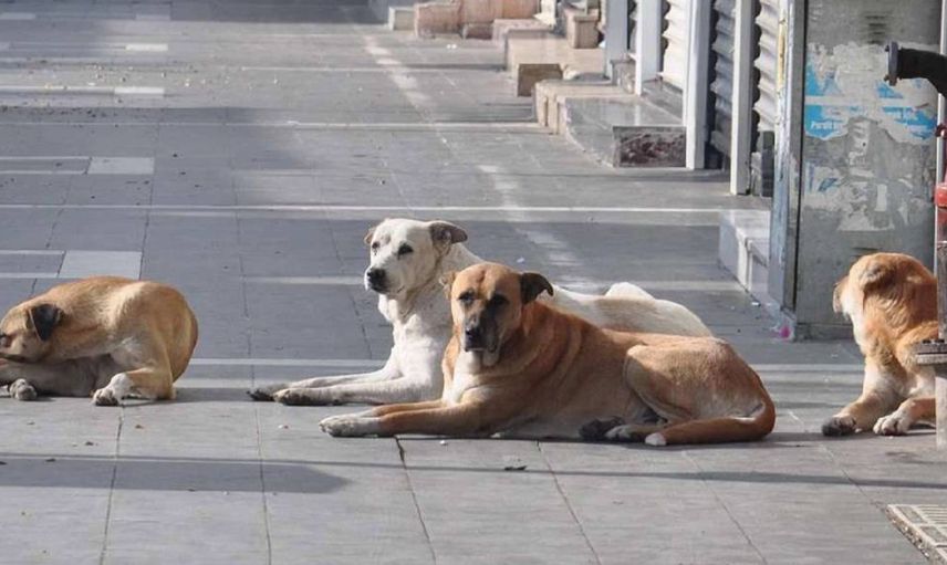 Sokak Köpeği Saldırısında İBB Tazminat Ödeyecek!