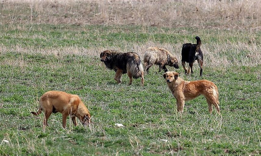 Sokak köpekleri faciası devam ediyor: Sultanbeyli’de sahipsiz köpekler küçücük çocuğa saldırdı