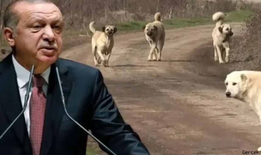 Sokak köpekleri tehlike saçıyor: Erdoğan'a sunulan rapor şok etti!