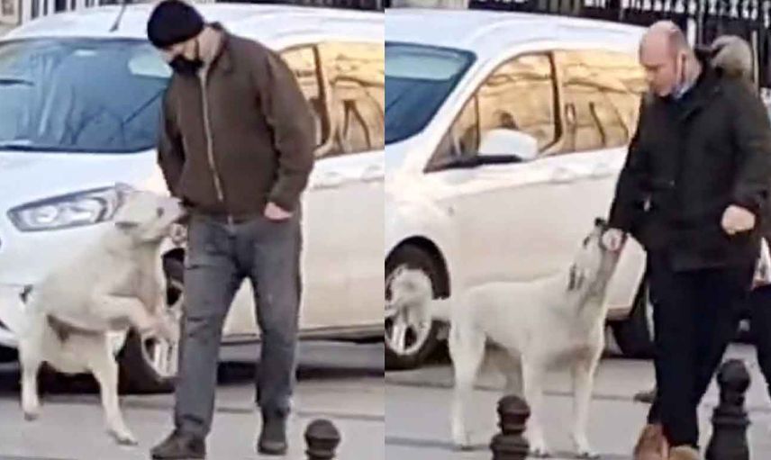 Sokak köpekleri yine rahat durmadı: Yoldan geçenleri tek tek ısırdı!