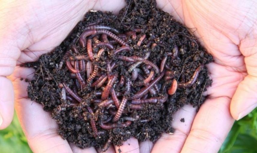 Solucan Gübresi Altın Değerinde!