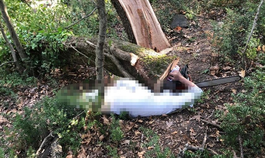 Son Dakika! Ağaç kesimi faciası: Bir kişi hayatını kaybetti