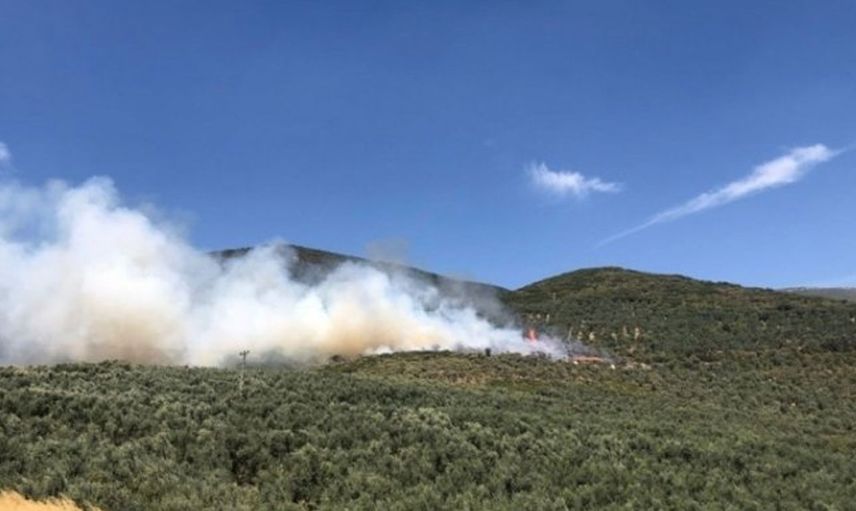 Son Dakika: Bursa'da Ormanlık Alanda Yangın