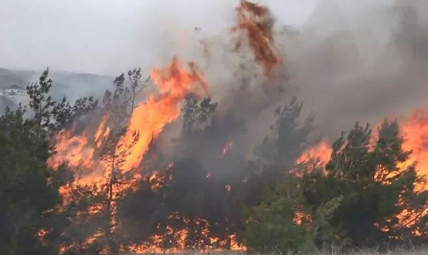 Son dakika: Muğla'da orman yangını!