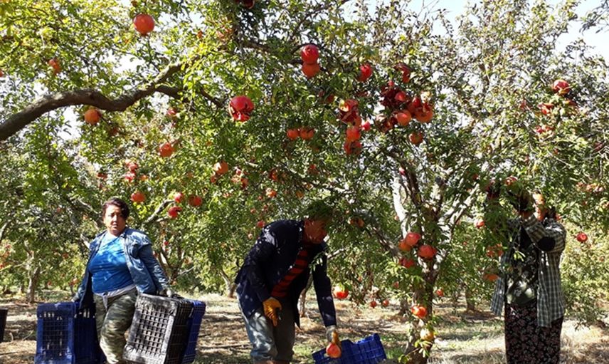 Sonbahar Geldi Nar Sezonu Açıldı, Üreticiler Bu Sene Rekor Satış Bekliyor