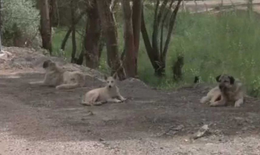 Su doldururken 13 başıboş köpeğin saldırısına uğradı: Yaşlı kadın ölümden döndü