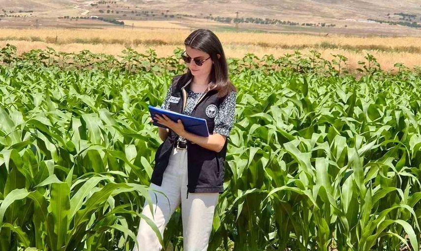 Şuhut’ta yem bitkileri ekili alanlarda saha çalışmaları devam ediyor