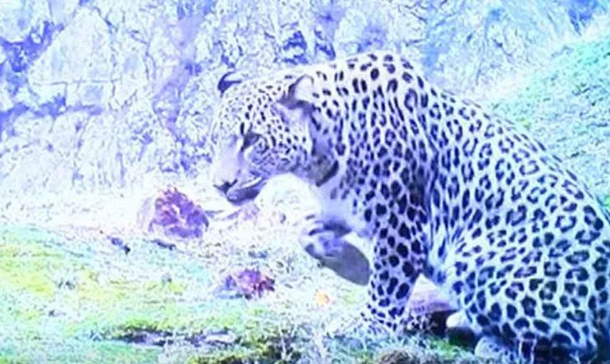Tarım ve Orman Bakanı Vahit Kirişci açıkladı: Türkiye’de nesli tükendiği düşünülen Anadolu Leoparı tekrar görüldü!