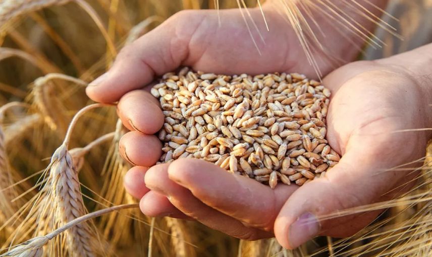Tarım ve Orman Bakanlığı açıkladı: 2024 hububat alım fiyatları belli oldu