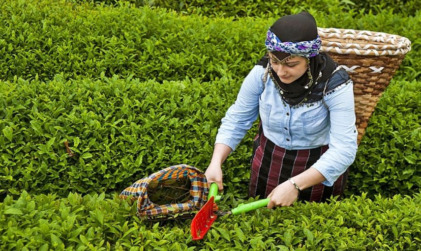 Tarım ve Orman Bakanlığı duyurdu: 2024 yılı yaş çay alım fiyatı belli oldu
