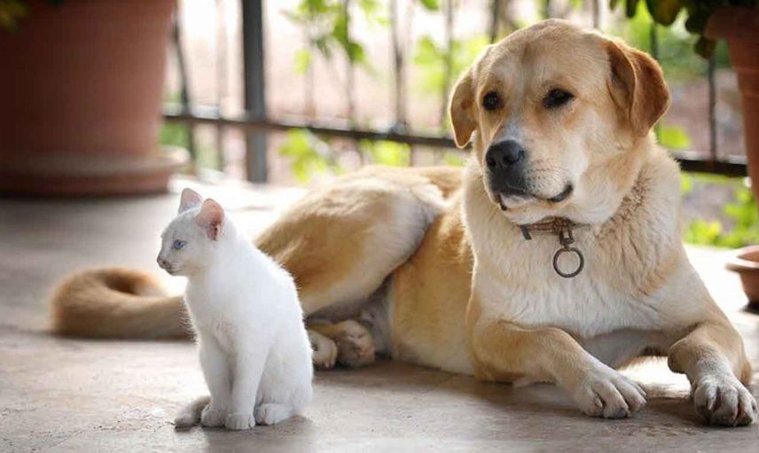 Tarım ve Orman Bakanlığı harekete geçti: Kedi ve köpek satışı yasaklandı!