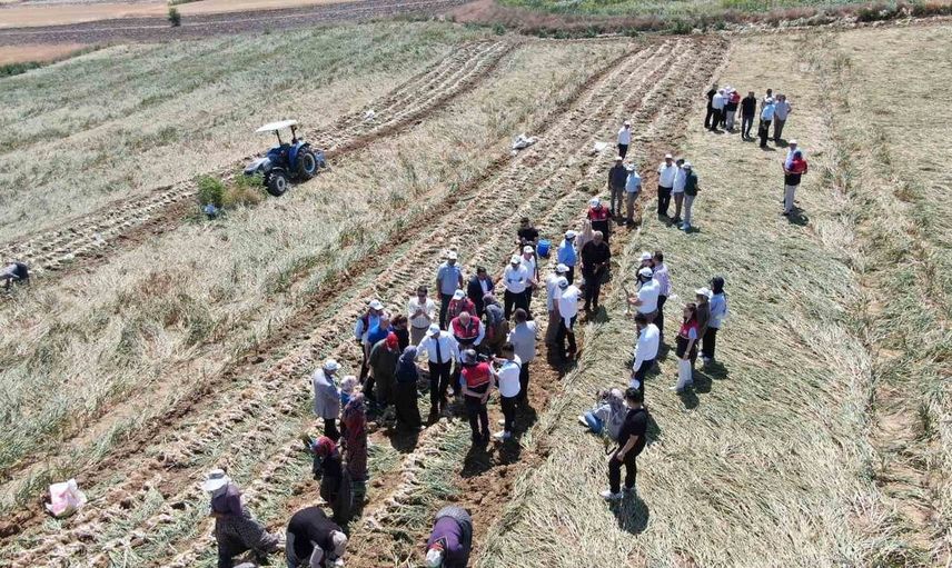 Taşköprü sarımsağının hasadı başladı