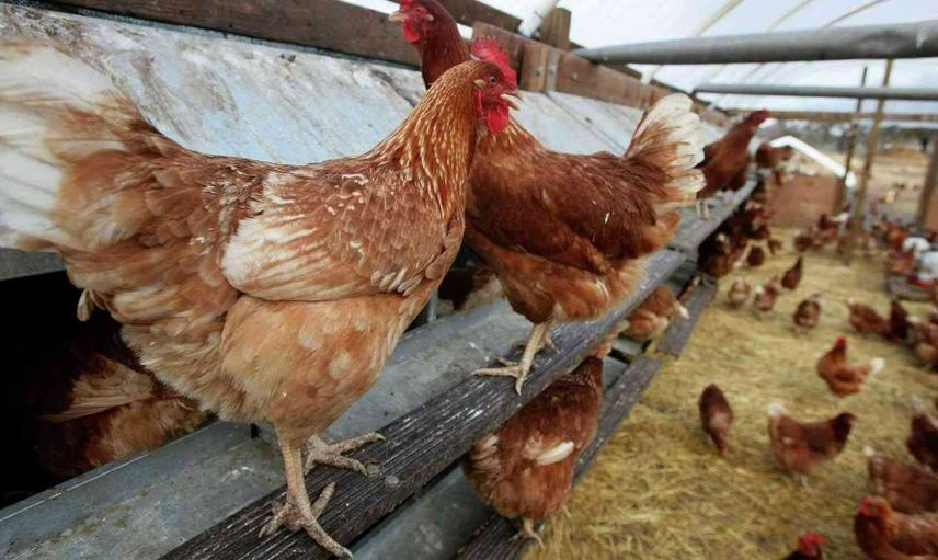 Tavuk çiftliği nasıl kurulur? Tavuk çiftliği kurmak için ne kadar sermaye gerekir? 2022 tavuk çiftliği devlet destekleri ve teşvikleri
