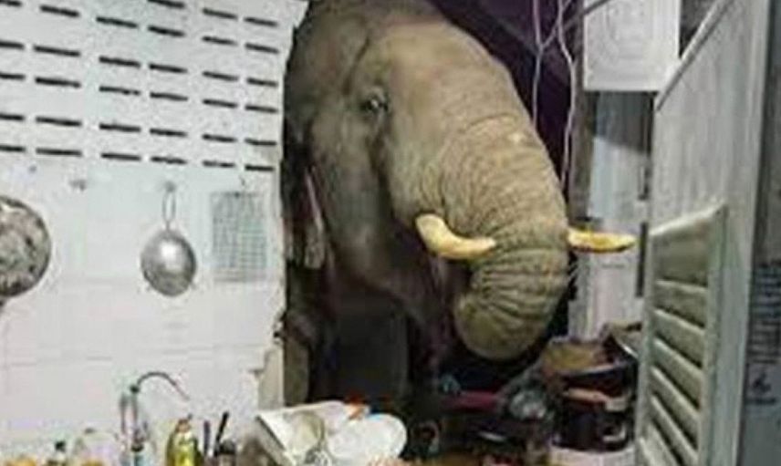 Taylandlı Fil Karnı Acıkınca Daha Önceden Girdiği Eve Döndü