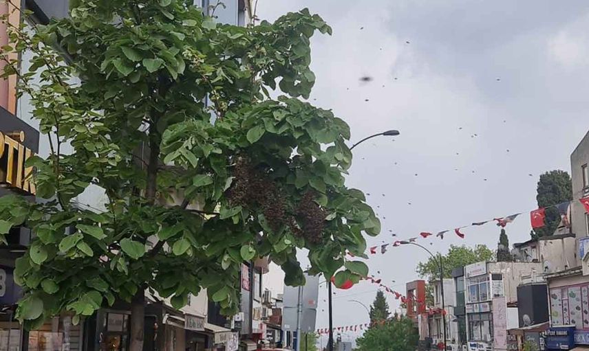 Tekirdağ'da arı istilası: Vatandaş kaçacak yer aradı!