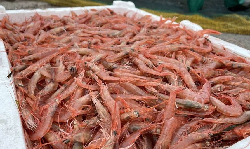 Tekirdağ'da Av Yasağı Kalktı: Karidesin Kilosu Tezgahlarda 60 Liradan Satılıyor!